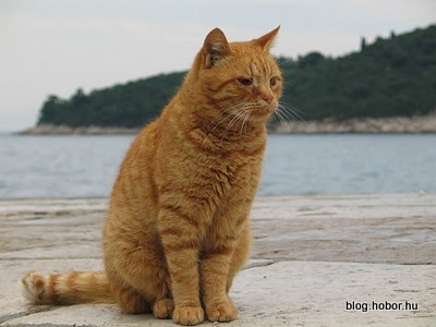 Cats in DUBROVNIK, Croatia
