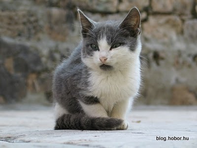 Cats in DUBROVNIK, Croatia