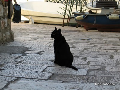 Cats in DUBROVNIK, Croatia