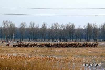 BALATONFENYVES, Hungary