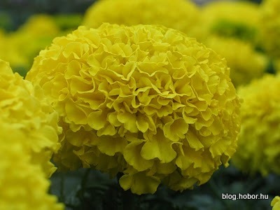 BRIGHTON, East Sussex, UK - Flowers from the garden of the Royal Pavilion