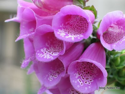BRIGHTON, East Sussex, UK - Flowers from the garden of the Royal Pavilion