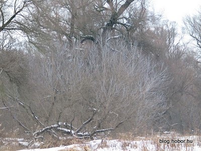 KISOROSZI, Hungary