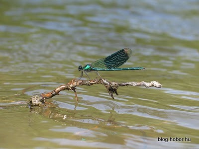 Dragonflies, KISOROSZI, Hungary