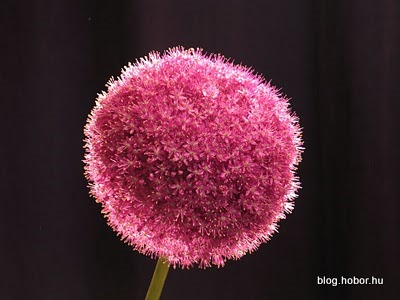 onion_flower_budapest_hungary_0119.jpg