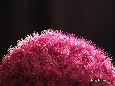 Onion Flower, BUDAPEST, Hungary