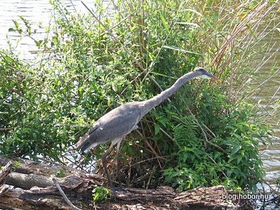 EVERGLADES National Park, Florida, USA
