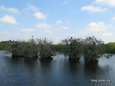 EVERGLADES National Park, Florida, USA