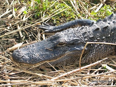 EVERGLADES National Park, Florida, USA
