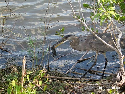 EVERGLADES National Park, Florida, USA