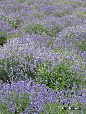 Lavender field at TIHANY, Hungary