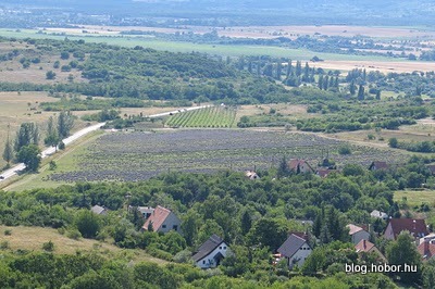 Lavender field at TIHANY, Hungary
