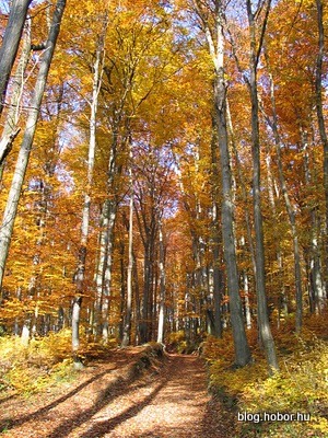Boroszlán-trail, BAKONYBÉL, Hungary