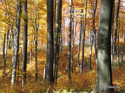 Boroszlán-trail, BAKONYBÉL, Hungary