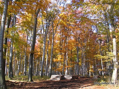 Boroszlán-trail, BAKONYBÉL, Hungary