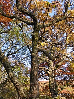 Boroszlán-trail, BAKONYBÉL, Hungary