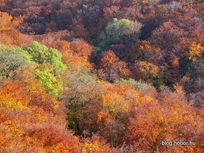 Boroszlán-trail, BAKONYBÉL, Hungary