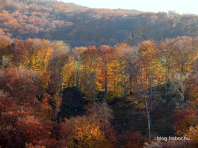 Boroszlán-trail, BAKONYBÉL, Hungary