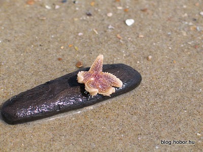 BERGEN AAN ZEE, The Netherlands