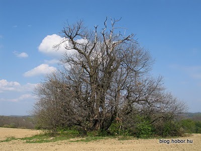 ÚJUDVAR, Hungary