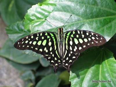 Schmetterling Haus (Butterfly House), VIENNA, Austria