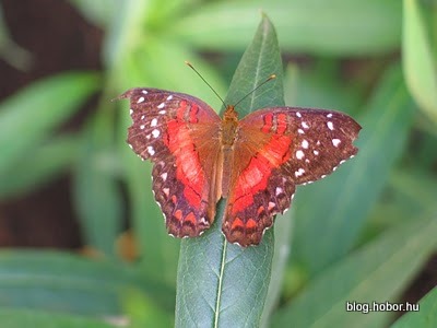 Schmetterling Haus (Butterfly House), VIENNA, Austria