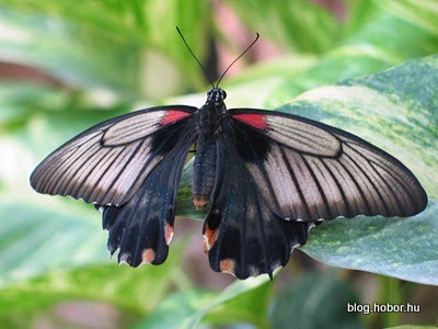 Schmetterling Haus (Butterfly House), VIENNA, Austria