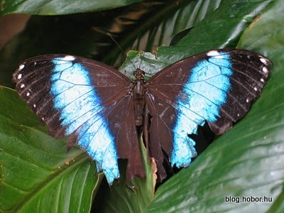 Schmetterling Haus (Butterfly House), VIENNA, Austria