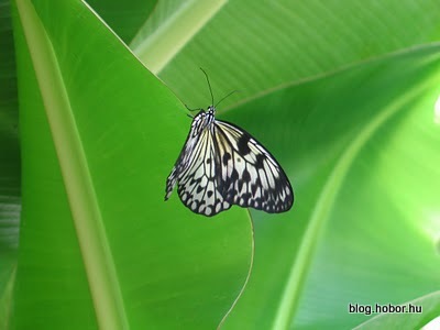 Schmetterling Haus (Butterfly House), VIENNA, Austria
