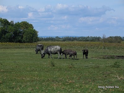 Buffalo Reserve, KÁPOLNAPUSZTA, Hungary