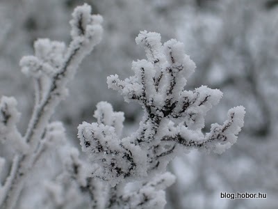 Winter, near MOGYOROD, Hungary