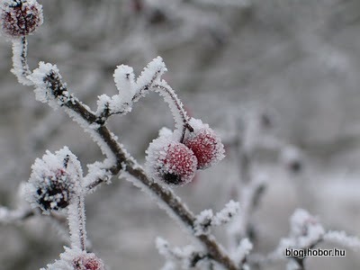 Winter, near MOGYOROD, Hungary