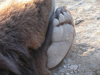Bear farm, VERESEGYHÁZ, Hungary