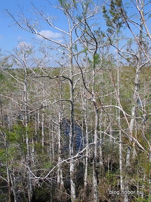 EVERGLADES National Park, Florida, USA (Part 2)